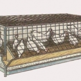 Kavez za piliće brojlera - kako to učiniti sami, dimenzije i crteži